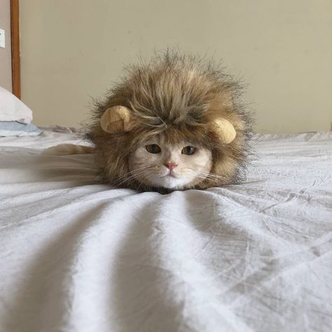 Cat Lion Costume, Cutie Cat, Lion Costume, Discord Server, Baby Cats, Pet Birds, Profile Picture, Cute Animals, Birds