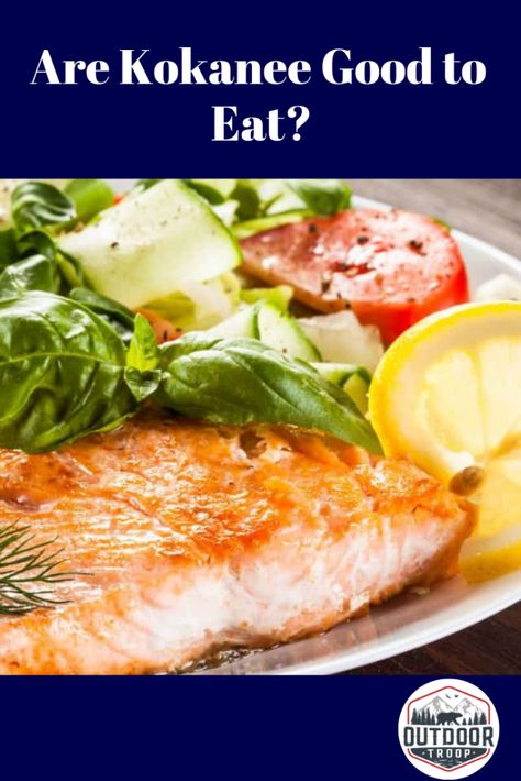 Okay, so you've caught the fish, but is it worth saving? Read this article to find out if Kokanee is good to eat! #fishing #salmon Bear Catching Salmon, Fishing Salmon, Kokanee Salmon, Fish Activities, Salmon River, Bass Fishing Tips, How To Cook Fish, Cooking Salmon, Baked Fish