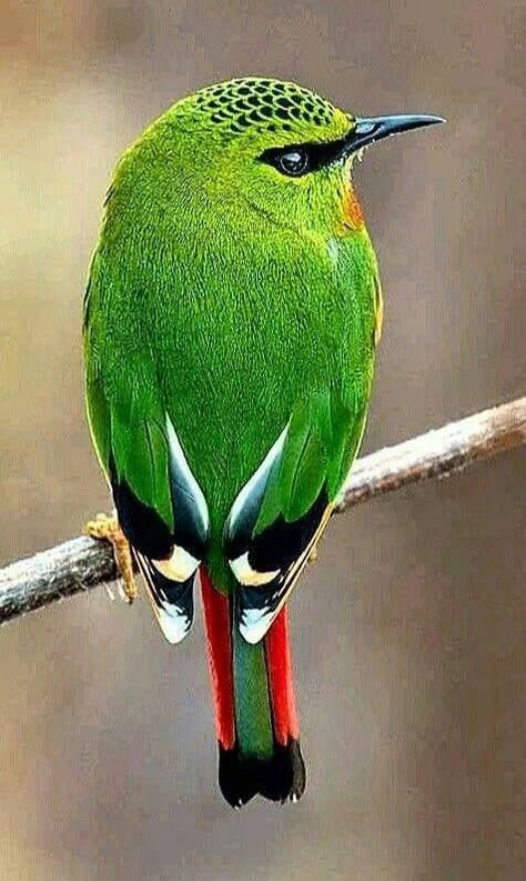 Fire Tailed Myzornis bird of India Green Bird, Nature Birds, Bird Pictures, Exotic Birds, Tropical Birds, Bhutan, Pretty Birds, Bird Photo, Colorful Birds