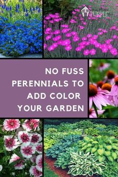 no fuss perennials to add color your garden | PrettyPurpleDoor.com Perennial Garden Plans, Garden Wallpaper, Garden Shrubs, Flower Landscape, Garden Yard Ideas, Landscaping Tips, Flowers Wallpaper, Perennial Garden, Shade Plants