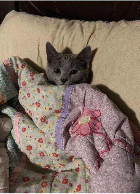 Tucked in for bed. Dog Tucked In Bed, Cat Tucked In Bed, Cats In Bed, Cat In Bed, Sleepy Cats, Soft Kitty Warm Kitty, Sleepy Cat, Silly Animals, Cat Sleeping