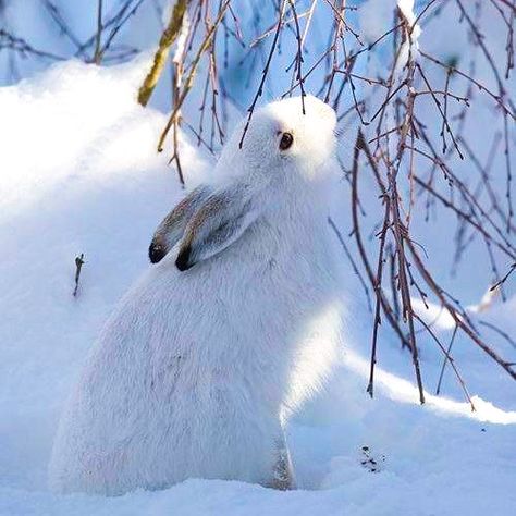 Winter Widgets, Frost Fairy, Hare Pictures, Winter Court, Forever Winter, Snow Elf, Divergent Thinking, Snow Animals, A Court Of Wings And Ruin