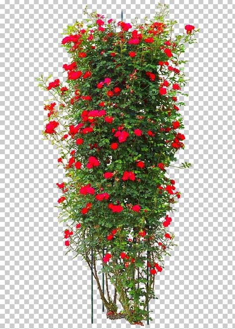 Love Baground Images, Tree Png Hd, રાજા મેલડી, Coreldraw Design, Leaf Png, Trees Png, Meldi Ma Hd Photo, Rose Tree, Rose Png