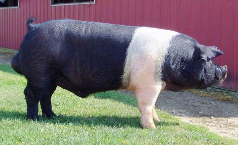 http://www.brinkgenetics.com/swine/boars.html Hampshire Pig, Pig Showing, Pig Breeds, Raising Pigs, Raising Farm Animals, Showing Livestock, Cattle Farming, Pig Farming, Pet Pigs