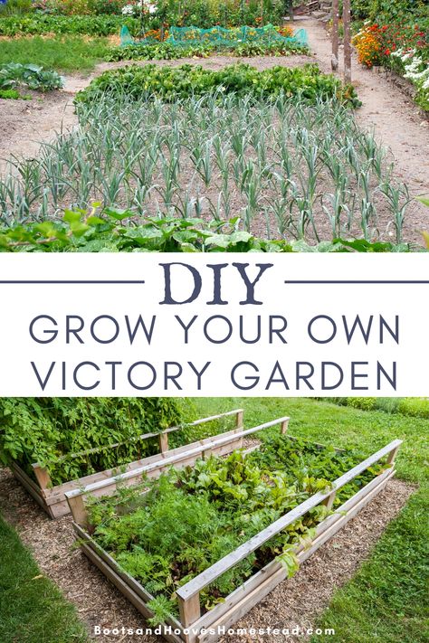 Is there a need to start growing victory gardens? With recent events, it is no secret that many are considering a return to growing their own food at home. How to get started and grow your own victory garden at home. #victorygardens #growyourownfood #gardens #gardening #forbeginners Victory Garden Plans, Victory Gardens, Upcycled Planter, Garden At Home, Homestead Gardens, Garden Posts, Food At Home, Victory Garden, Starting A Garden