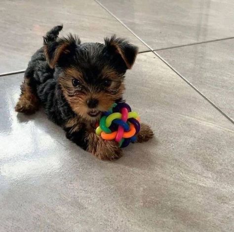 Cute Yorkie Puppies, Cute Yorkies, Yorker Puppies, Yorkie Teacup Puppies, Yorkies Puppies, Yorkie Poo Puppies, Baby Yorkie, Mini Yorkie, Big Dogs Breeds