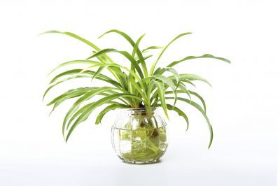 Spider Plant Water Cultivation: Can You Grow Spider Plants In Water Only - Can you grow spider plants in water? Plants need certain nutrients to grow and thrive and can't be sustained in water long term unless you are using a hydroponic solution. However, you can root the little plantlets and transfer them to soil. Learn more here. Spider Plants In Water, Hydroponic Solution, Spider Plant Care, Airplane Plant, Water Plants Indoor, Plants Grown In Water, Indoor Water Garden, Hydroponic Farming, Hydroponics Diy