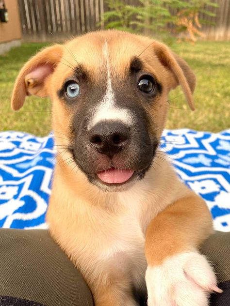 #heterochromia #pitbullpuppy #pitskypuppy #pitsky #rescuedog Dogs With Heterochromia, Pitsky Puppy, American Bullies, Pitbull Puppy, Bully Dog, Husky Mix, Bully Breeds, American Bully, Husky