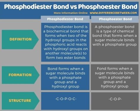 Difference Between Phosphodiester Bond and Phosphoester Bond 2 Phosphodiester Bond, Hydrogen Atom, Dna Molecule, Covalent Bonding, Chemical Bond, Nucleic Acid, Biology Notes, Chemical Reactions, Life On Earth