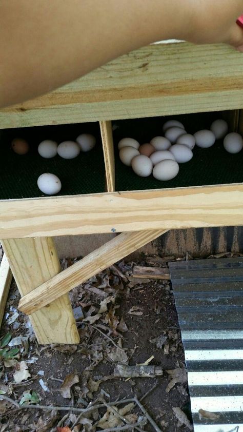 Egg Roll-Out Nesting Box. Egg Catcher, Egg Trap, Egg Eating. | BackYard Chickens - Learn How to Raise Chickens Chicken Coop Egg Catcher, Chicken Coop Egg Collector, Chicken Husbandry, Laying Boxes, Chicken Laying Boxes, Nesting Boxes Diy, Chicken Yard, Chicken Bucket, Automatic Chicken Coop Door