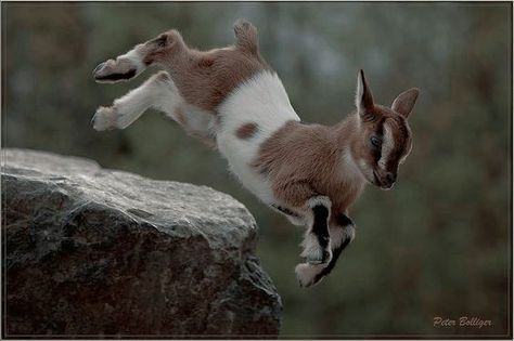 Goats Jumping, Cute Animals Wallpaper, Visuell Identitet, Cute Goats, Animal Study, Interesting Animals, Baby Goats, Pretty Animals, Arte Inspo