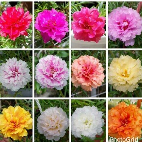 Portulaca Flowers, Rose Moss, Flowers Business, Portulaca Grandiflora, Japanese Rose, Mix Colour, Moss Rose, Garden Compost, Home Landscaping