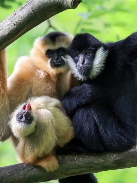 This is the northern yellow-cheeked crested gibbon (Nomascus annamensis)! Also called northern buff-cheeked gibbons. Endemic to Cambodia, Lao PDR, and Vietnam. They live in monogamous family groups of parents and offspring. Mostly frugivorous, they supplement their diets with leaves, young shoots, and flowers, and occasionally squirrels and lizards. Threatened by habitat loss, habitat degradation, hunting, and the pet trade. They are Endangered. Gibbons Monkey, Gibbon Monkey, Broadleaf Evergreen, Monkey Pictures, Tropical Animals, Interesting Animals, Rare Animals, Fascinating Facts, Rare Breed