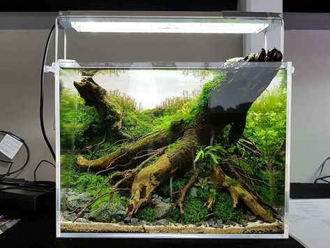 Aquarium Images, Biotope Aquarium, Freshwater Aquarium Plants, Fish Tank Terrarium, Aquascape Design, Aquarium Terrarium, Fresh Water Fish Tank, Nano Aquarium, Aquarium Setup