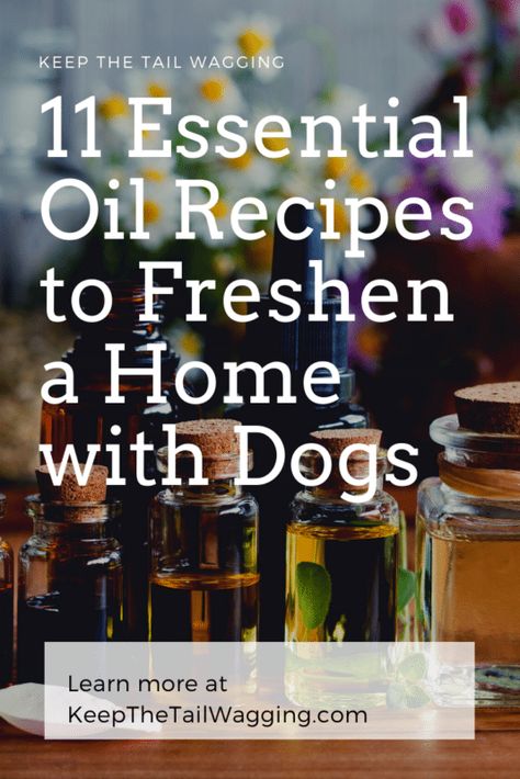 11 Essential Oil Diffuser Recipes to Freshen a Home with Dogs Dog Safe Essential Oils, Fall Essential Oil Blends, Diffusing Essential Oils, Essential Oils Dogs, Fennel Essential Oil, Fall Essential Oils, Essential Oil Diffuser Blends Recipes, Making Essential Oils, Essential Oil Spray