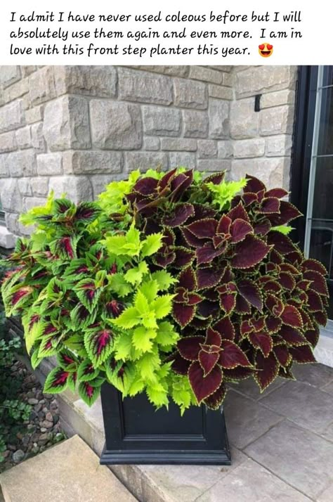 September Planter Ideas, Planters In Front Of House, Coleus Planter, Front Planters, Winter Porch Pots, Spring Planters, Patio Flower Pots, Potted Plants Patio, Porch Pots