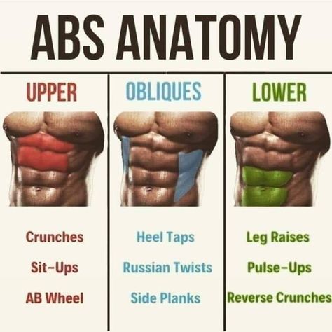 Abs Anatomy, Workout Gym Routine, Gym Workout Guide, Workout Program Gym, Bodybuilding Workouts Routines, Gym Workout Planner, Bodybuilding Workout Plan, Gym Workout Chart, Workout Routine For Men