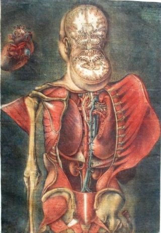 Colour mezzotint illustration from Exposition anatomique de la structure du corps humain, by Gautier Dagoty, 1759 Human Figure Drawing, Human Anatomy Art, Vintage Medical, Medical Art, Scientific Illustration, Medical Illustration, Anatomy Art, Skull And Bones, Human Figure