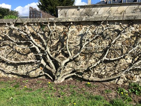 The figs at Versailles are growing espalier on a south facing wall Kitchen View, Fig Trees, Fig Tree, Garden And Yard, Versailles, Fig, Outdoor Blanket, Trees, Yard