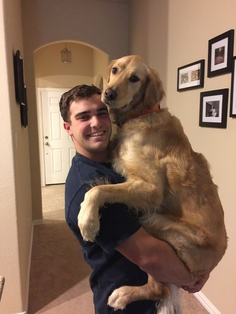 This dog that just wanted his human to scratch that hard-to-reach spot on his back and doesn’t care about posing for pictures. | Community Post: 17 Dogs That Are Actual Babies Posing For Pictures, Human Pictures, Dog Poses, Dog Photoshoot, Funny Dog Memes, Man And Dog, Dog Drawing, Large Animals, Dog Quotes