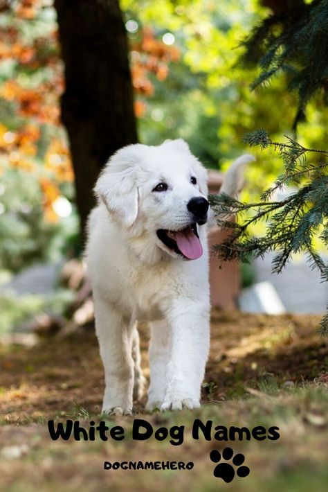 White Dog Names, Boy Puppy Names, White Labrador Puppy, Big Dog Names, White Lab Puppies, White Golden Retriever Puppy, White Retriever, Small Dog Names, Labrador Names