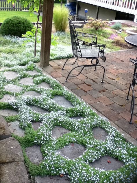 Blue Star Creeper between stones Blue Star Creeper, Azaleas Landscaping, Perfect Yard, Zen Retreat, Yard Plants, Garden Paradise, Backyard Dreams, Garden Growing, Garden Inspo