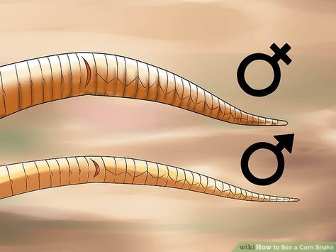 How to declare which gender a snake is Girl Pet Names, Ball Python Pet, Ball Python Care, Snake Care, Snake Pet, Snake Cages, Corn Snakes, Snake Terrarium, Bearded Dragon Cage