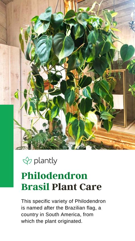 If you’re familiar with Brazil’s flag, then you now have an idea of how Philodendron Brasil looks. This specific variety of Philodendron is named after the Brazilian flag, a country in South America, from which the plant originated. The heart-shaped leaves have a dark green color on their sides adorned with a lime green variegation in the middle. The variegated leaf makes this plant special and well-loved by Philodendron enthusiasts. Philodendron Brasil, Brazilian Flag, Plant People, Orchid Bark, Dark Green Color, Peat Moss, Hanging Pots, Yellow Leaves, Types Of Soil