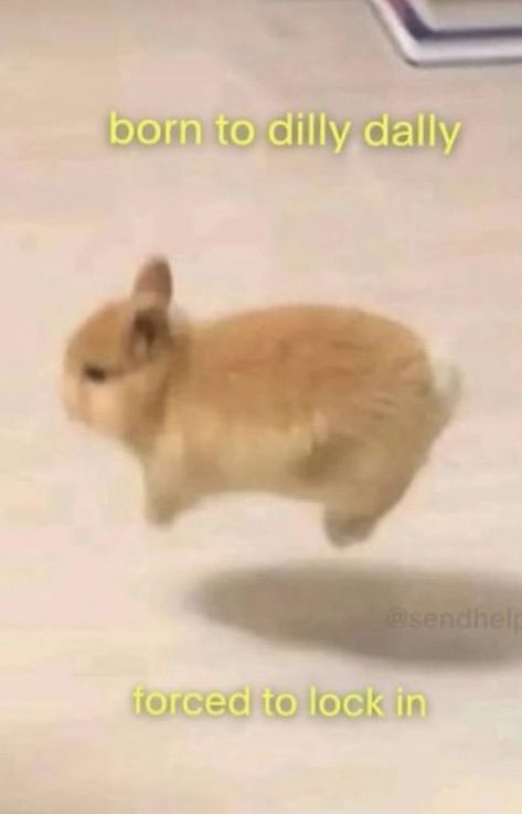 Bunny Reactions Pic, Silly Images, Silly Animals, Cute Memes, Funny Reaction Pictures, Spotify Playlist, Really Funny Pictures, Really Funny Memes, Animal Memes