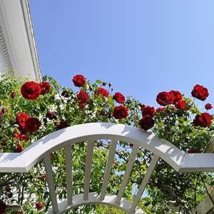 Heirloom Roses Rose Plant - Dublin Bay® Red Rose Bush, Climbing Roses Live Plant for Planting Outdoors Red Rose Bush, Red Climbing Roses, Josephs Coat, Rose Plant, Heirloom Roses, Types Of Roses, Growing Roses, Planting Roses, Rose Bush