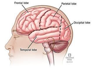 Temporal Lobe, Types Of Seizures, Brain Problems, Occipital Lobe, Alcohol Withdrawal, Motor Neuron, Frontal Lobe, Brain Facts, Brain Scan