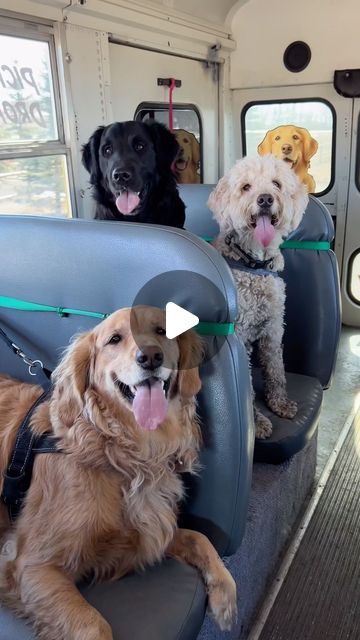 Escape to the Country | Okotoks Kennels on Instagram: "The happiest dogs ever 🥰

Nothing makes us more happy than seeing the dogs this happy! 🥹🤩

📍Okotoks/Diamond Valley in Alberta, Canada 🇨🇦

—————————————————-
🚌#dogboarding #dogkennels #escapetothecountry #escapetothecountrydogandcatkennels #dogboardingfacility #cutedogs #yycdogs #dogsofcalgary #dogsofokotoks #okotoksdogs #diamondvalley #albertadogs #albertadog #pupbus #dogbus" Dog Boarding Facility, Escape To The Country, Dog Rules, Happy Puppy, Animal Care, Age 10, Dog Boarding, Puppy Pictures, Dog Kennel