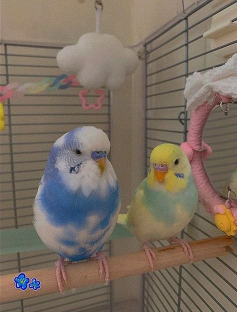 Cute Pet Birds, Cute Budgies, Parakeet Cage Ideas, Budgies Parrot, Budgie Cage, Parakeet Care, African Lovebirds, Parrot Pet, Budgies Bird