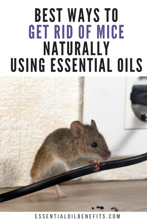 the best way to naturally get rid of mice. Essential oils for mice. Essential oils to deter mice. Deter Mice, Diy Mice Repellent, Mice Prevention, How To Deter Mice, Essential Oil Spray Recipes, Rodent Repellent, Mice Repellent, Getting Rid Of Mice, Coconut Oil For Acne