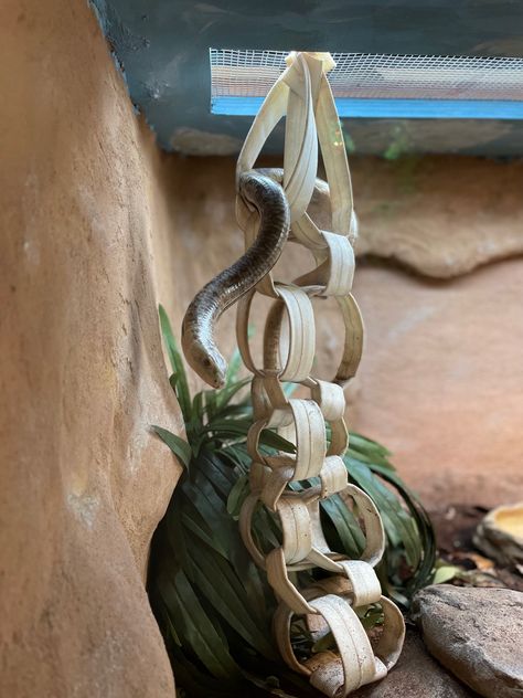 Cute Snake Enclosure Ideas, Pet Snake Enclosure, Snake Shed Crafts, Diy Snake Enclosure, Boa Enclosure, Snake Enclosure Ideas, Reptile Enrichment, Corn Snake Enclosure, Snake Enrichment