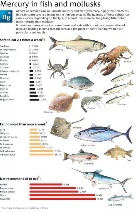 Mercury levels in fish Vegetarian Snacks Easy, Animal Infographic, Edible Arrangements, Healthy Fish, Types Of Animals, Herbalife Nutrition, Sea Fish, Health Info, In Spanish