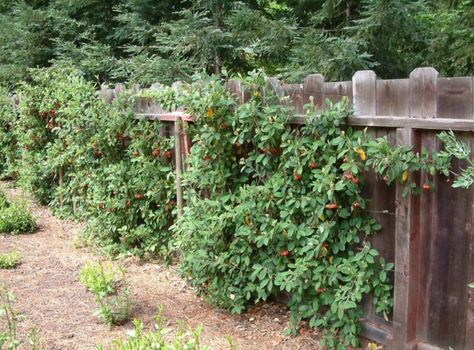 Vines On Wood Fence, Vine On Fence, Patio Fencing, Vine Fence, Cedar Fence Posts, Backyard Fencing, Short Fence, Boston Ivy, Ivy Wall