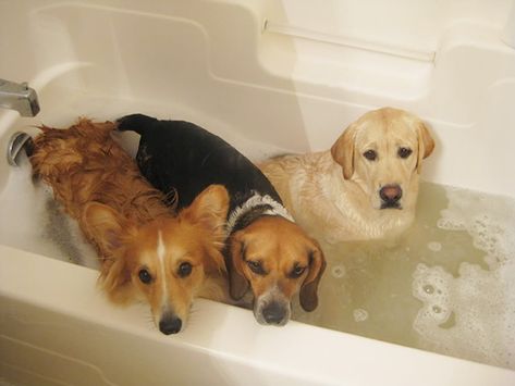 Three Different Reactions To Bath Time Dog Bath Tub, Dog Bath, Different Dogs, Funny Animal Pictures, Bath Time, Dog Photos, Doberman, 귀여운 동물, Dog Pictures