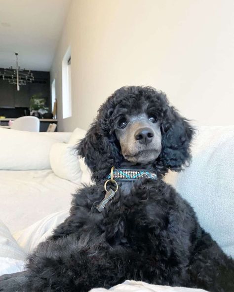 Blue Poodle Standard, Blue Standard Poodle, Toy Poodle Haircut Styles, Poodle Colors, Miniature Poodle Black, Toy Poodle Haircut, Standard Poodle Puppy, Blue Poodle, Phantom Poodle