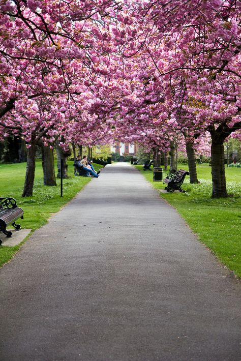 Greenwich Park, Sakura Cherry Blossom, London Town, Visit London, London Travel, Flower Photos, London England, Beautiful World, Wonders Of The World