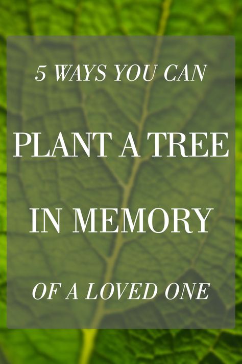 How to Plant a Memorial Tree in Honor of a Loved One Memorial Tree Ideas, In Memory Quotes, Peace Plant, Memorial Plants, Memory Quotes, Tree Poem, Die Quotes, Planting A Tree, Memorial Garden Stones