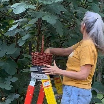 Cedar Crest Farm on Instagram: "Picking figs early in the morning! We get out early before the heat of the afternoon sets in and pick as much as we can. Brown Turkey Fig Trees grow well in our zone (7b), require little maintenance and do need full sun. Figs are ripe when they’re purple and soft to the touch. But once picked, need to be refrigerated and eaten quickly. You’ve got to be patient once you plant your tree because it takes several years to begin producing an abundance of fruit. We have Brown Turkey Fig, Fig Trees, Early In The Morning, Got To Be, Fig Tree, Growing Tree, Fruit Trees, Early Morning, Getting Out