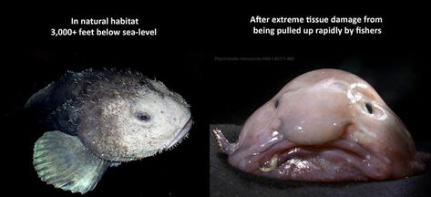 The Blobfish Blob Fish In Water, Blob Fish, Ugly Animals, Strange Animals, Parrot Fish, Monterey Bay Aquarium, Deep Sea Fishing, Monterey Bay, Marine Biology