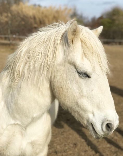 Cheval Camargue / horse Camargue Horse, Horses, Animals, Camargue