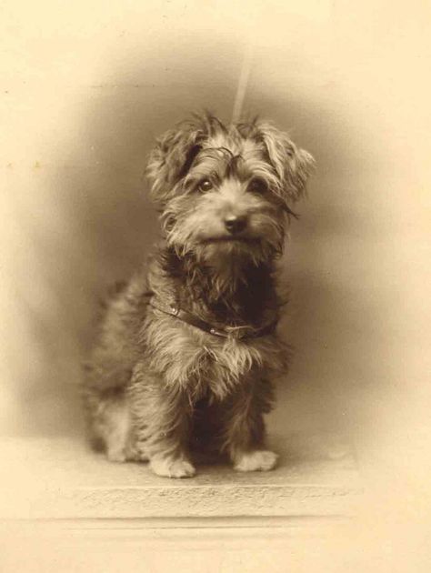 Vintage Foto's, Vintage Animals, Photos With Dog, Portrait Vintage, Dog Photo, Old Dogs, Vintage Dog, Jolie Photo, Dog Photography