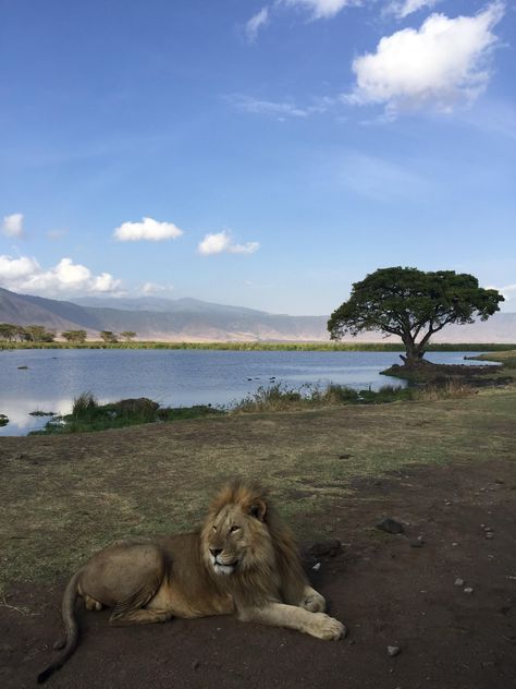 Ngorongoro Crater Tanzania, Ngorongoro Crater, Tanzania Travel, The Great Migration, Stone Town, Serengeti National Park, Adventure Landscape, Mount Kilimanjaro, Travel Visa