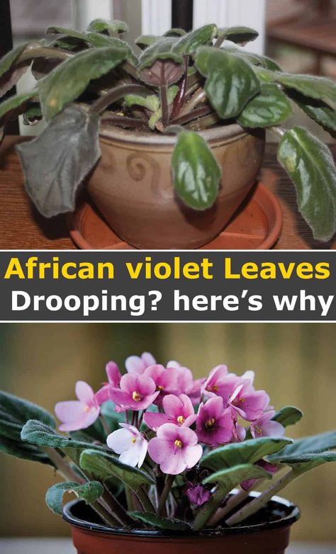 Is your African violet drooping leaves? There is a good chance you are not alone. This drooping normally occurs just after you’ve re-potted your violet or if you’ve recently bought your plant. However, this does not mean your African violets (Saintpaulia ionatha) won’t droop their leaves other times of the year since there are various causes for this behaviour. Want to find out which of your well-intended actions are causing your African violet to wilt and droop its leaves? Read the article... African Violet Care, African Violet Pots, Violet Leaves, African Violets Plants, Inside Garden, Garden Remedies, Violet Plant, Household Plants, Plant Care Houseplant