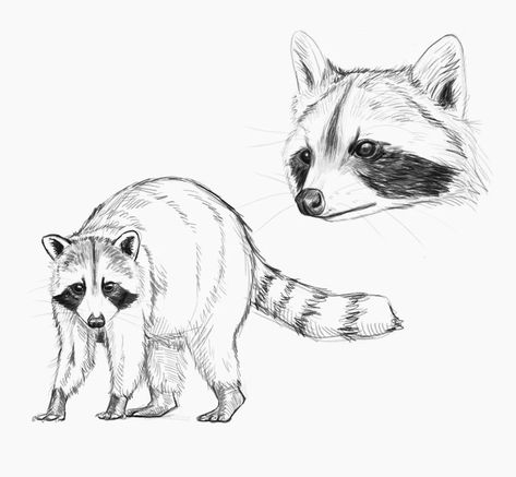 Drawing Of A Raccoon, Raccoon Reference, Racoon Sketch, Raccoon Drawings, Racoon Drawings, Raccoon Hunting, Raccoon Drawing, Raccoon Tattoo, Expression Sheet