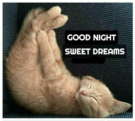 Nighty Night Quotes, Good Night Sleep Well, Good Night Qoutes, Good Night Cat, Good Night Sleep Tight, Good Night Beautiful, Good Night Funny, Dream Night, Cute Good Night