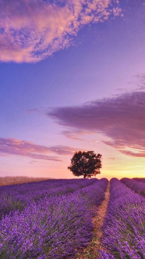 France Wallpaper, Havasupai Falls, Havasu Falls, English Lavender, Lavender Field, Landscape Photography Nature, Pretty Landscapes, Provence France, Lavender Fields